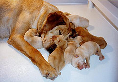 nurturing