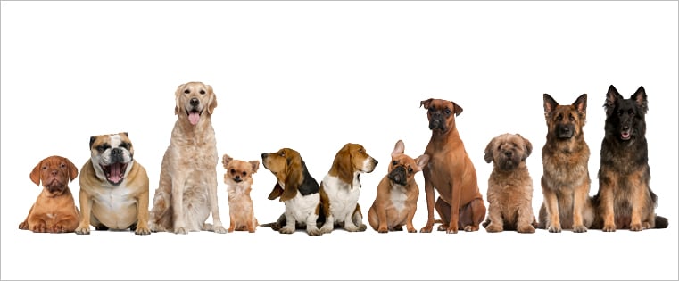 11 Underdog Brands That Differentiated Themselves From the Competition