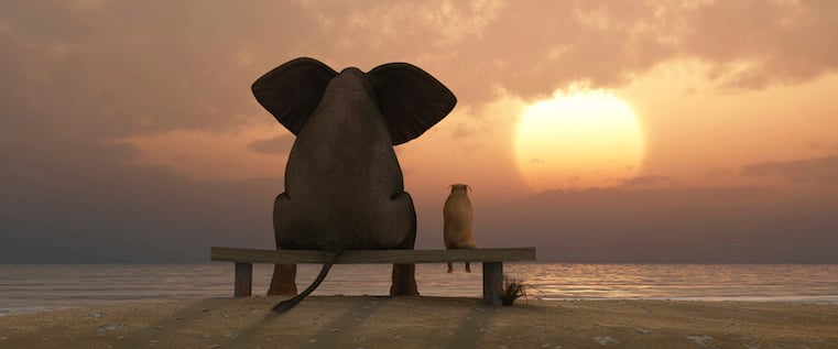 elephant-dog-sunset