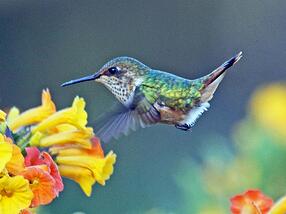 Volcano_Hummingbird_RWD9