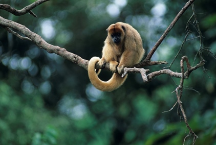 The Definition of a Long-Tail Keyword [In Under 100 Words]