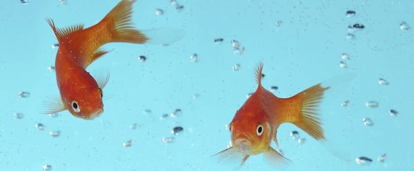 How to Market to Goldfish: What Decreasing Attention Spans Mean for Marketers [Infographic]