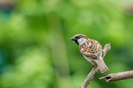 moineau posé sur une branche