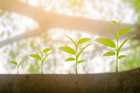 Content Seeding ist wie samen sähen – auf dem bild hier wachsen pflanzen in der sonne