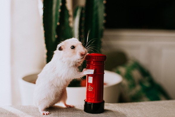 Ein Hamster wirft einen Brief in eine Briefkasten-Miniatur als Symbol fuer einen Termin per E-Mail