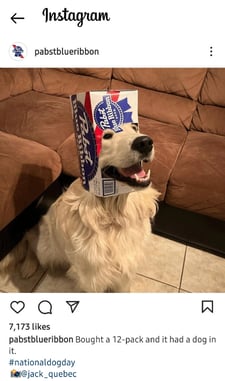 pabst-instagram-funny-post.jpg An Instagram post by Pabst Blue Ribbon of a dog with an empty case of Pabst beer on its head.