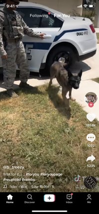 TikTok Video-Feed
