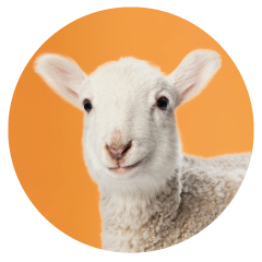 Sheep-office-pet.png