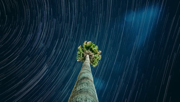 Stars streaking above a stationary palm tree