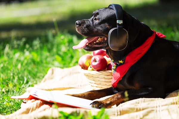 Cute dog in summer park wearing headphones