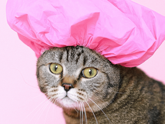 Blank-faced cat with vacant eyes wearing a pink shower cap