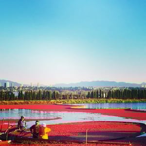 Ocean spray