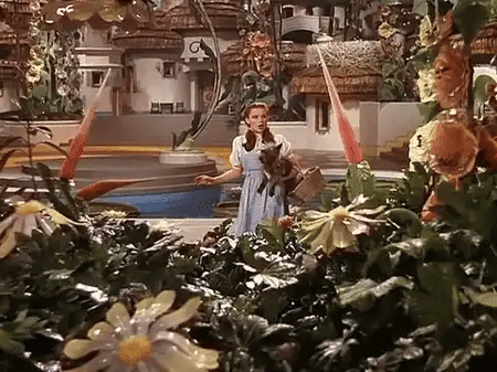 Animated GIF of a scene from the film, The Wizard of Oz where the main character Dorothy arrives in OZ and says I don't think we're in Kansas anymore.