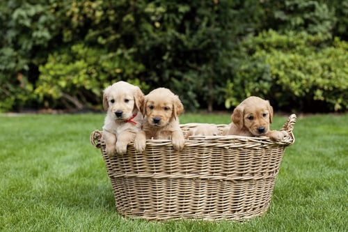 golden-retriever-puppies-basket.jpg