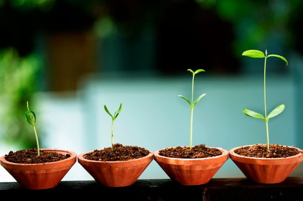 growth-plant