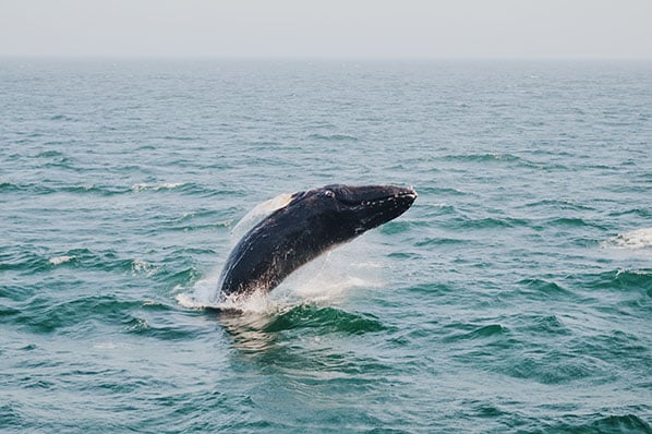 Wal springt aus Wasser