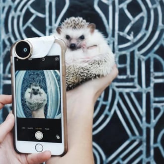 lionelthehog