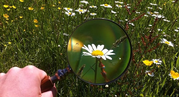magnifying-glass-479742_640