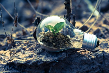 ampoule avec une plante à l'intérieur