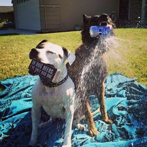 pabst blue ribbon 