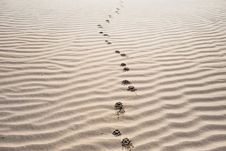 pas dans le sable