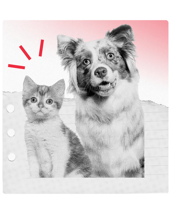 the hustle veterinary clinic