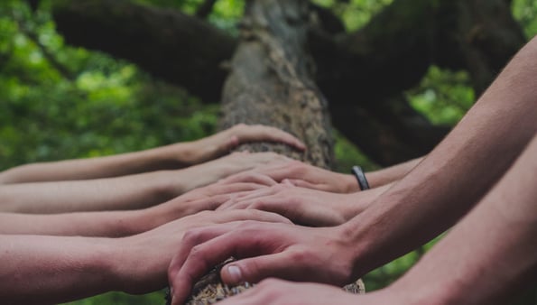 Multiple hands placed in a row on the trunk of a tree.