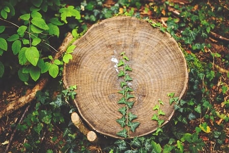 Economie circulaire représentée par un tronc d'arbre