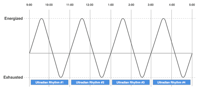 ultradian-rhythm.png