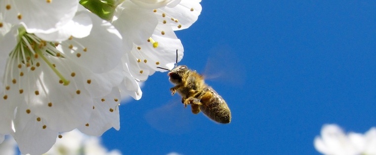 send-now-hubspot-sales-bar