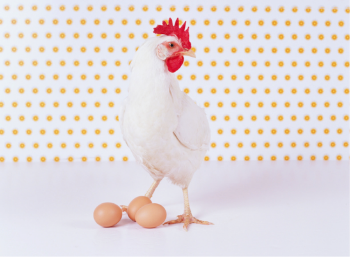 Quem nasceu primeiro, o ovo ou a galinha? 