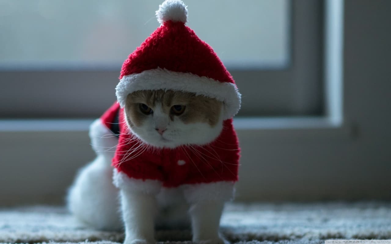 Portada de Facebook con gato navideño