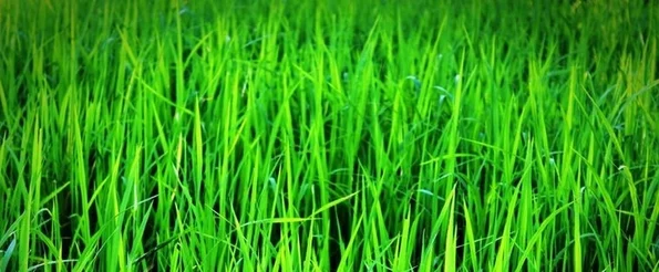Average Number of Customer Stakeholders is high: image shows blades of grass