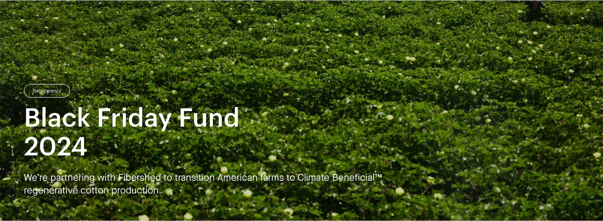 Screencap of Everlanes Black Friday Fund 2024, a partnership with Fibershed.
