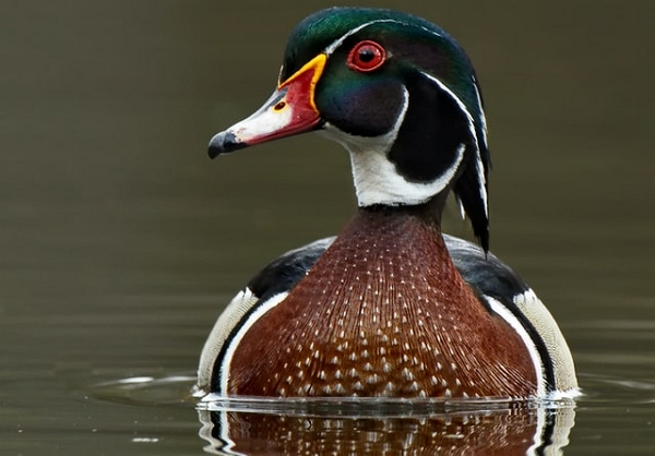 canard