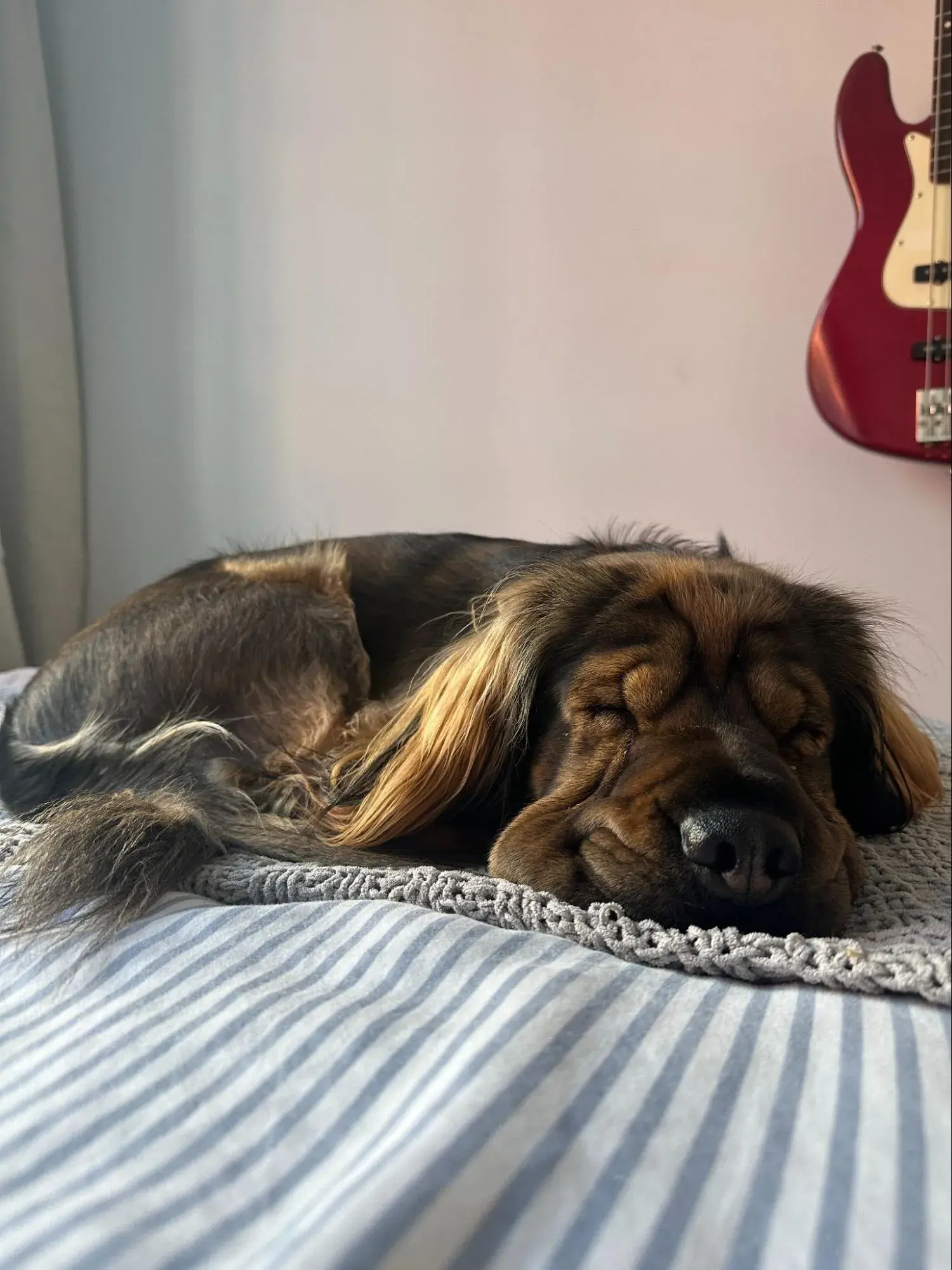 photo of the writers dog, who experiences the benefits of the customer loyalty program from chewy