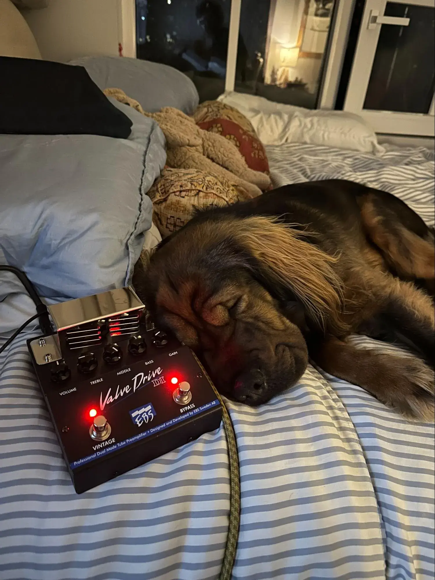 author’s dog piggy napping on his bed