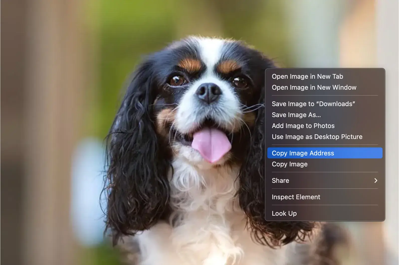 html image link with copy image address menu item selected