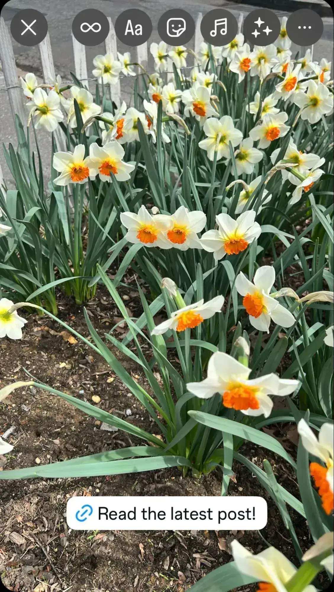 an instagram story with a picture of a flowers and a clickable link that says read the latest post