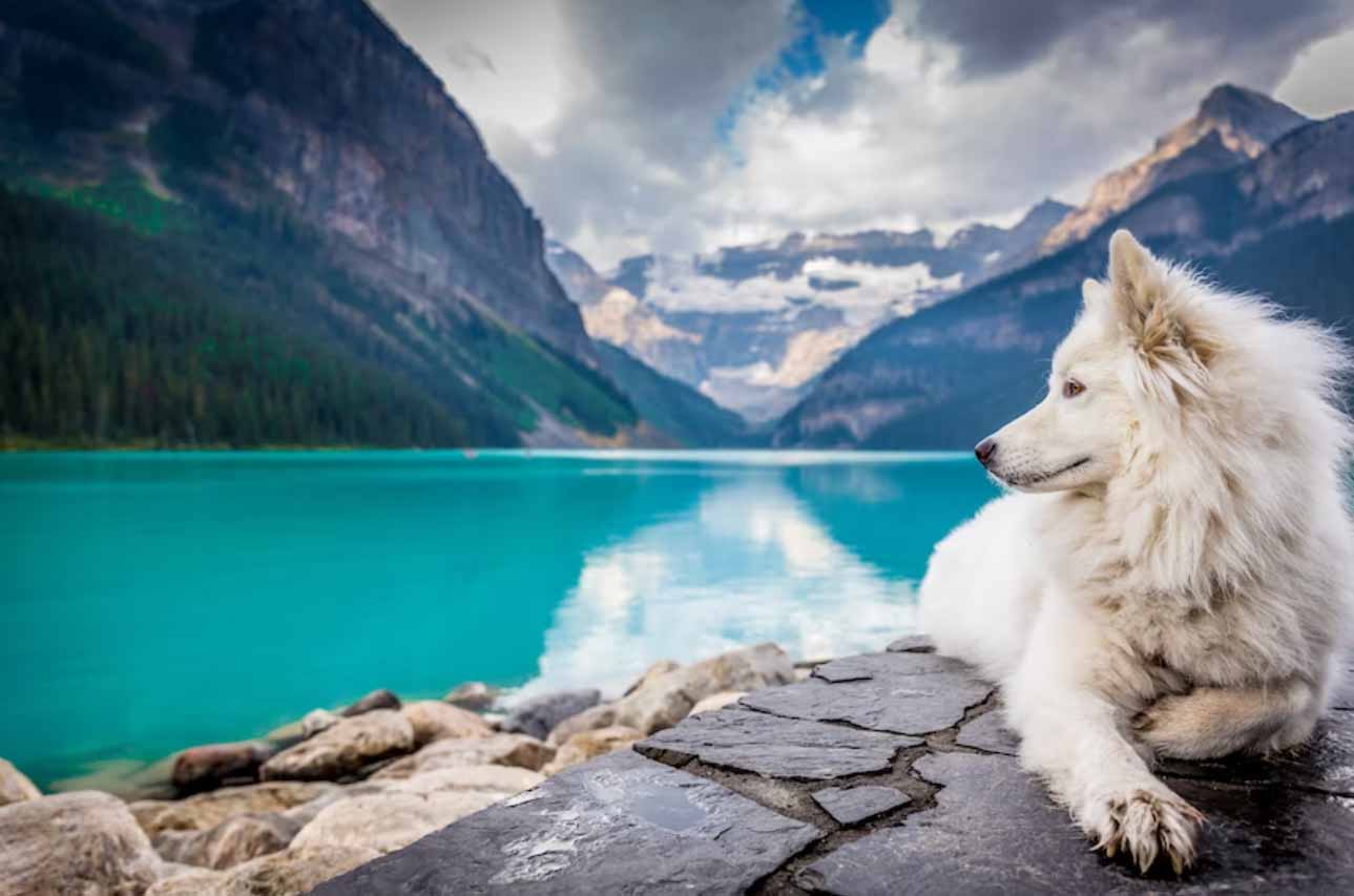 tendencias del mercado para 2023: Protección de la naturaleza