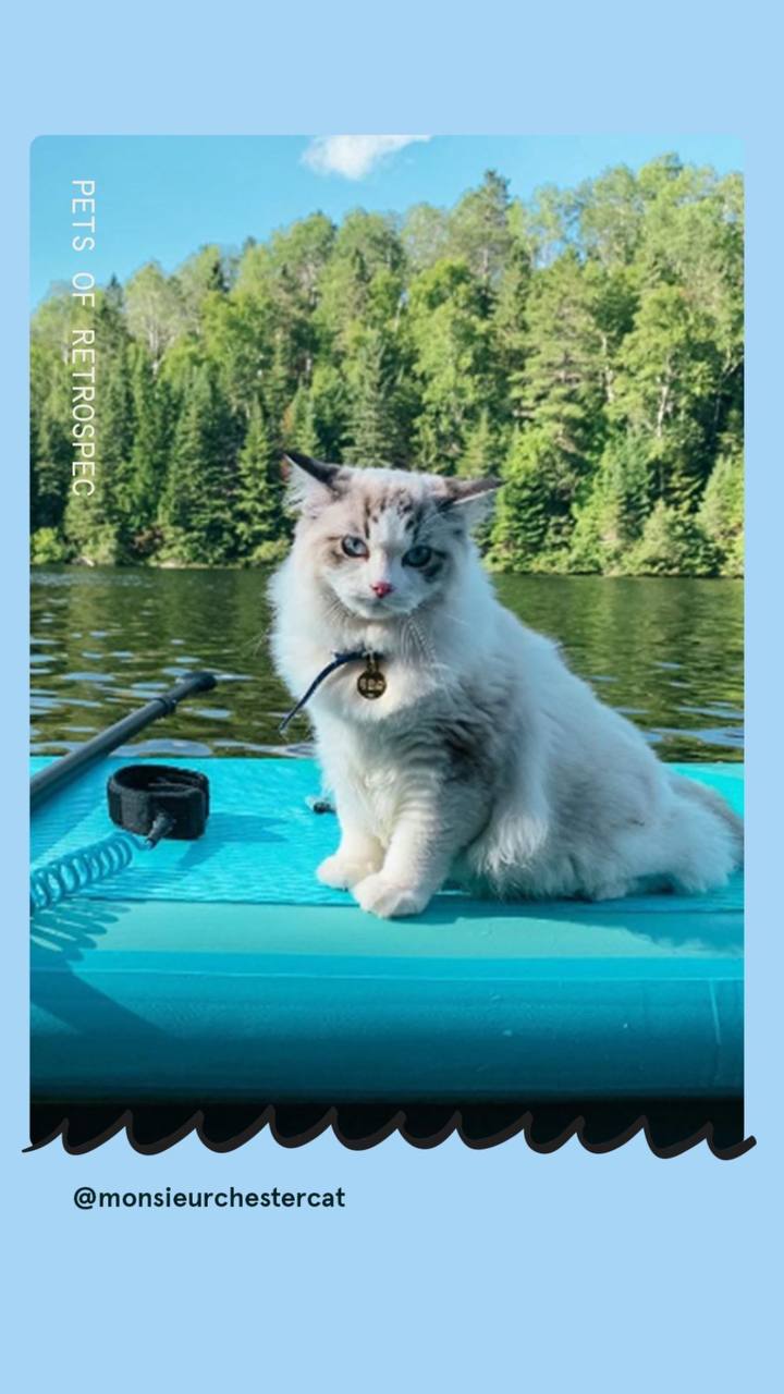 Ideas para tus historias de Instagram con contenido de clientes usando el producto: Retrospec 